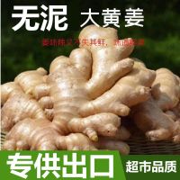 湛航 山东老姜大黄姜非姜母生姜姜种新鲜大姜月子姜批发2/5斤