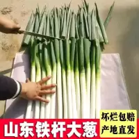 湛航 山东铁杆大葱3斤5斤8斤新鲜蔬菜长葱葱新鲜长葱煎饼卷葱去叶葱[11月17日发完]