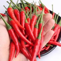 湛航 新鲜小米椒辣椒自剁酱特辣朝天椒小米辣红小尖椒红辣椒3/5斤