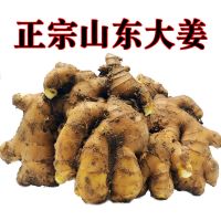 湛航 新鲜生姜山东大姜小黄姜月子姜农家老姜土姜批发