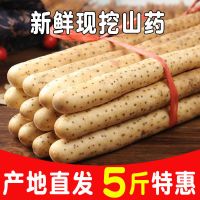 湛航 焦作正宗铁棍山药小白嘴麻山药 淮怀山药粉糯