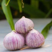 湛航 独头蒜2021年云南大理农家紫皮新鲜独蒜头独蒜红皮大蒜干蒜头