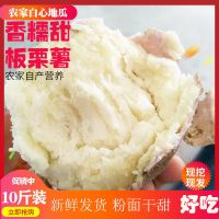 湛航 番薯板栗薯沙地白心红心黄心地瓜10/5/2斤新鲜蔬菜白瓢面山芋红薯