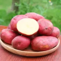湛航 红皮土豆云南大理红土地农家新鲜马铃薯洋芋