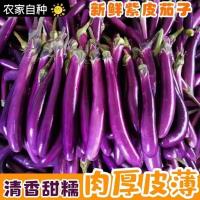 湛航 茄子新鲜细茄子紫皮茄子线茄子福建农家蔬菜