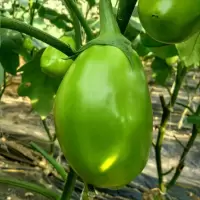 湛航 茄子新鲜青茄子绿皮茄子生吃清甜可口