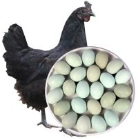 湛航 正宗农家散养土鸡蛋绿壳乌鸡蛋新鲜老年鲜鸡蛋整箱