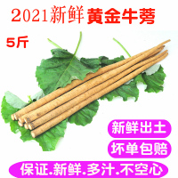 湛航 山东新鲜5斤黄金牛蒡牛蒡根牛膀片牛榜牛蒡新鲜黄金牛膀