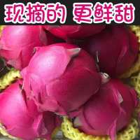 湛航 价金都一号蜜宝红心火龙果红肉 新鲜应季热带水果批发整箱2/3/5