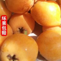 湛航 枇杷鲜果甜枇杷果新鲜枇杷水果