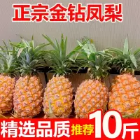 湛航 金钻凤梨新鲜水果当季菠萝 整箱批发