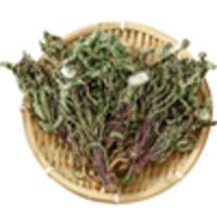 全株蒲公英根整根蒲公英茶 新鲜浦公英干货