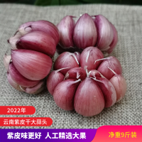 2022年新鲜云南大理紫皮大蒜头多瓣蒜干蒜种籽5斤大蒜红蒜紫皮蒜