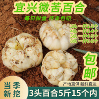 2022年宜兴土特产新鲜百合农家食用微苦斤散装大百合