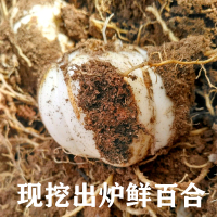 兰州百合新挖新鲜甜白百合食用甘肃特产非干货生500g