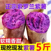 紫薯新鲜板栗红薯番薯地瓜蜜薯糖心山芋烟薯香薯蔬菜农家自种