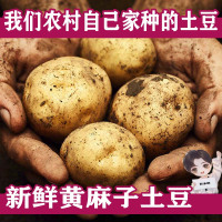 东北土豆农家自种马铃薯新鲜蔬菜面土豆黄心黄麻子土豆5斤