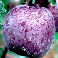 黑苹果冰糖心新鲜水果5/10斤现应季稀有花牛整箱批发