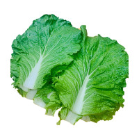 东北新鲜大白菜叶打饭包菜叶子打菜包饭包20片