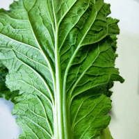 新鲜大白菜叶 东北农家蔬菜包饭包白菜叶子蘸酱菜20个叶