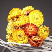 云南天然小雏菊干花花束客厅装饰摆件家居摆设风干真花插花麦杆菊 金黄雏菊10枝（牙签杆）