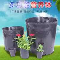 加厚营养钵育苗盆黑色果树育苗袋塑料一次性种植袋花盆育苗杯 型号8X8实际6*6[500个]