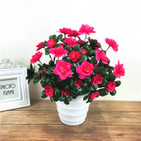 仿真杜鹃映山红假花绢花盆栽套装田园仿真花室外塑料花装饰花摆设 白盆杜鹃花玫红