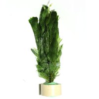 水草活体 好养耐活真水草植物绿菊大叶绿九冠鱼缸水草造景 绿菊1杯10支左右（带瓷环）