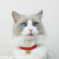 猫咪长命锁手工猫项圈猫牌小猫用品布偶项链可爱宠物饰品 长命富贵锁 XS-超小型