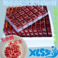 冻红虫赤虫冰冻急冻丰年虾牛心汉堡水蚤糠虾观赏鱼虫鱼食粮饲料 5板丰年虾单层保温箱+冰袋+捞网