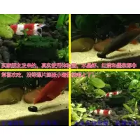 天然食用级螺旋藻片粉观赏虾水晶虾苗鱼苗开口鱼食增色鱼饲料虾粮 50克样品(约200片)