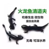 清洁鱼吃粪鱼鱼缸工具鱼垃圾鱼除藻冷水淡水老鼠鱼清道夫鱼白蝾螈 黑色小火龙3厘米2条