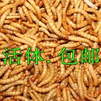 黄粉虫活体 鲜活虫面包虫活虫龙鱼龟粮 鱼鸟饲料鱼饲料 100条2.5cm(试吃装送镊子)
