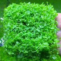 前景草 鱼缸草坪 爬地矮珍珠 趴地矮珍珠 爬地珍珠 鱼缸造景水草 爬地矮8×7厘米(买2送1) 拆开种