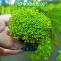 前景水草懒人鱼缸造景阴性活体迷你爬地珍珠牛毛水榕莫斯草坪 迷你矮珍珠杯