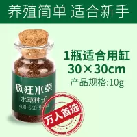 水草种子鱼缸造景懒人前后景淡水植物净化水质的水草种籽 新手必备水草种子 巨划算特惠18.9元[买一发三 共3瓶]