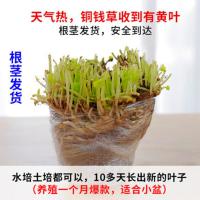 铜钱草水培植物水质净化鱼缸办公室植物水草水生浮萍盆栽鱼池水培 特价铜钱草根茎小盆1份(带原土