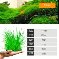 鱼缸草缸前景草水草植物真草阴性中景后景造景套餐 【前景】牛毛草