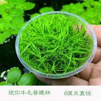 活体水草鱼缸造景前景草日本迷你牛毛正宗迷你牛毛牛毛毡无菌杯装 无菌迷你牛毛一杯(买二送一) 拆开种