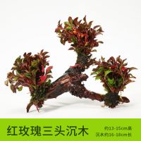 鱼缸淡水热带鱼新手造景懒人沉木三头无需底砂阴性草增氧水榕水草 红波三头(推荐)