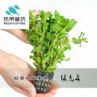 鱼缸造景水族装饰水草活体绿菊红丁香牛顿宫延宝塔中后景水草 绿虎耳