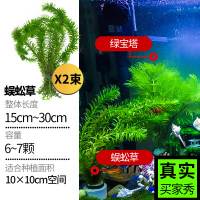 水草植物真草鱼缸造景活体趴地矮珍珠增氧植物活蜈蚣懒人水榕 蜈蚣草[买1送1 买2送3]