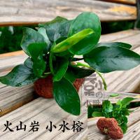 水草懒人水草水榕水草种子水榕沉木水草活体鱼缸装饰植物 小水榕(火山岩) 便宜好养
