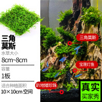 鱼缸水草植物真活草水培阴性增氧淡水入门级无土造景沉木水榕 三角莫斯8*8