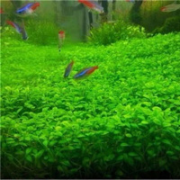 鱼缸装饰水草种子活体淡水真植物阴性莫斯养鱼养虾造景牛毛草坪泥 01号矮珍珠4000粒