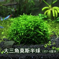 大三角凤尾莫斯半球水草造景懒人装饰鱼缸水族箱沉底阴性前景莫斯 大三角莫斯半球（7-8cm）