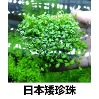 意水景水下叶基地自产 前景水草 日本矮珍珠水草 鱼缸造景草坪类 日本矮水下叶杯(买2送1送镊子)