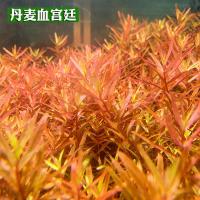 鱼缸草缸造景后景宫廷水草丹麦血宫廷红宫廷粉宫廷自养水下叶 红宫廷5颗