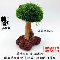 莫斯沉木大三角莫斯树成品鱼缸造景水草活体植物天然小号沉木定植 单头随机莫斯树 绑好莫斯发货