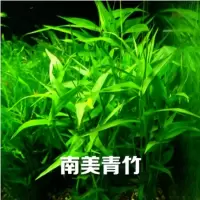 水族箱鱼缸印度小竹节草中后景南美水青竹水草缸新手水草阴性 南美青竹10支